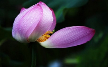 Chúng ta cần tình thương